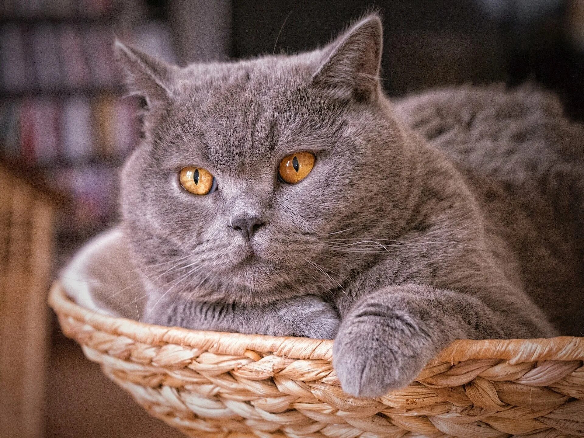Котики фото картинки обои : 1920x1440 px, Британский, Кот, короткие волосы 1920x1440 - wallup - 19120