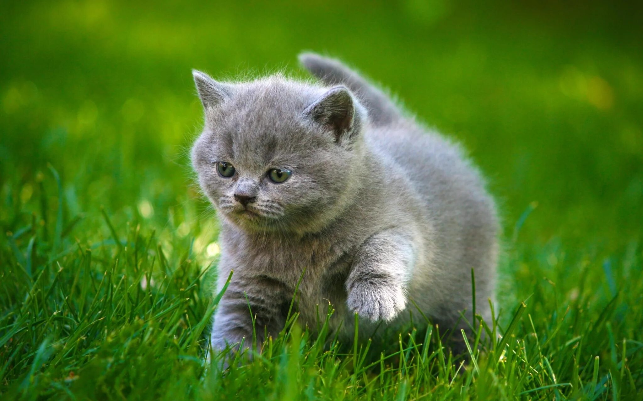Котики фото картинки Wallpaper : 2048x1280 px, animals, baby, cat, cats, cute, fat, fluffy, grass, gr