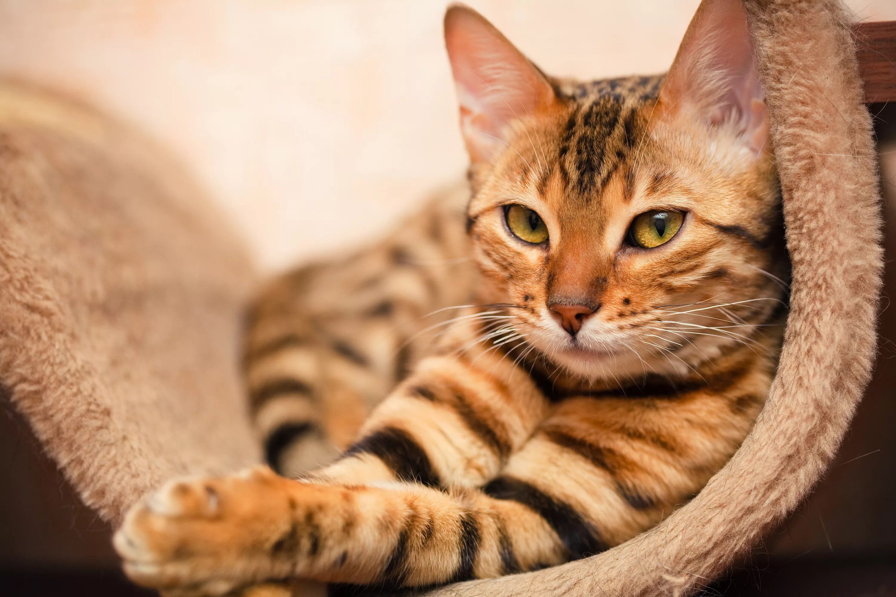 Котики фото картинки Картинки Кошки Лапы Взгляд животное 5616x3744