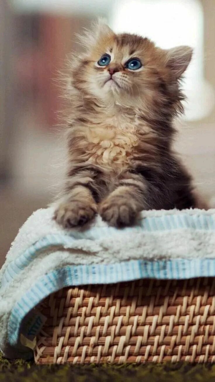 Котики фото картинки котики Котята, Милые котики, Очаровательные котята