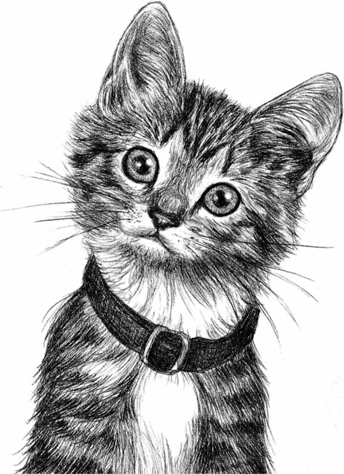 Котики фото картинки нарисованные Зарисовка кота: найдено 88 картинок