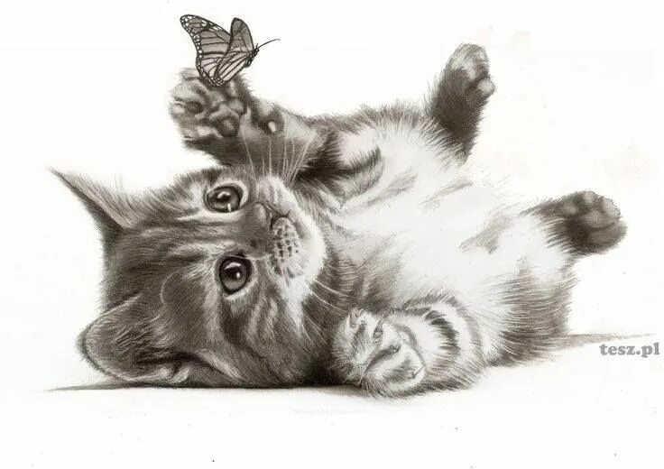 Котики фото картинки нарисованные Pin by Anna Szumańska on GRAFIKI - 2 Cat drawing, Animal drawings, Art drawings