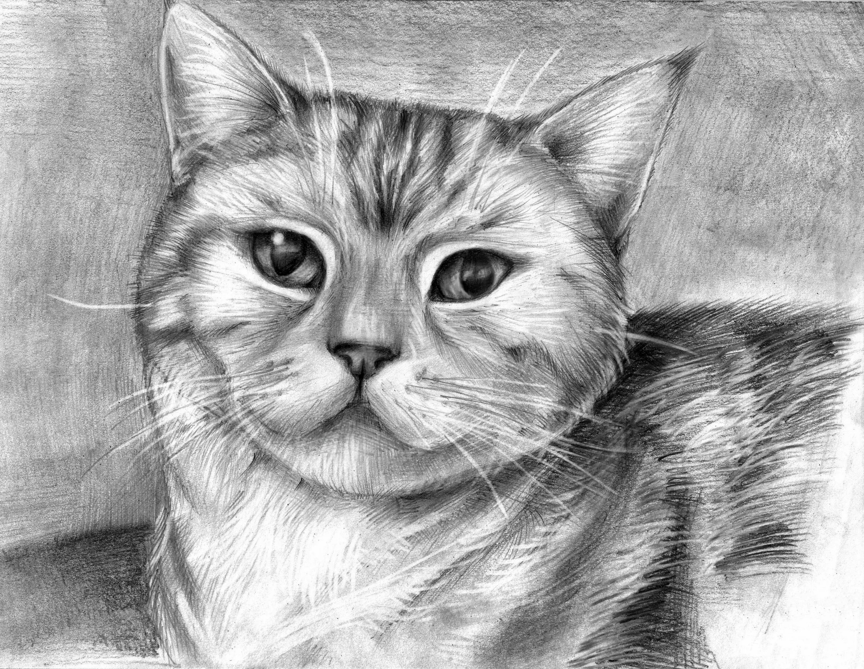 Котики фото картинки нарисованные Пин от пользователя Helenka Good на доске Cat Рисунки, Рисунок карандашом, Карти
