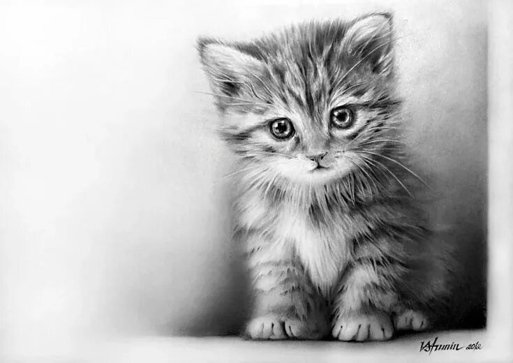 Котики фото картинки нарисованные белый кот карандашом: 10 тыс изображений найдено в Яндекс.Картинках Kitten drawi