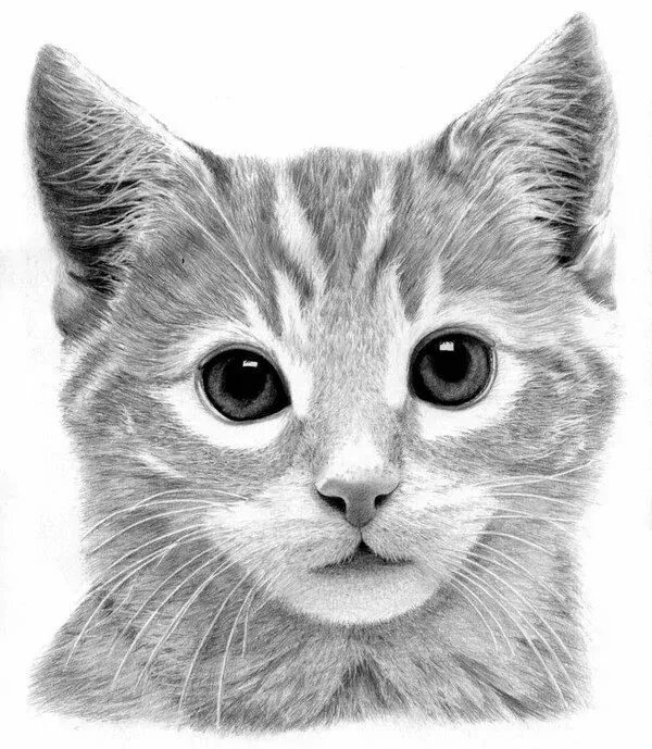 Котики фото картинки нарисованные Рисунок кошки карандашом. Картинки кошки простым карандашом. Акварельные кошки, 