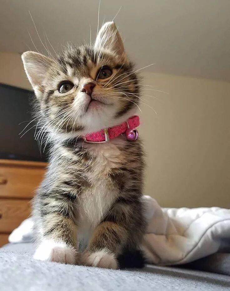 Котики фото котиков Looks dramatically offended by everything. Красивые кошки, Сумасшедшие кошки, Ко