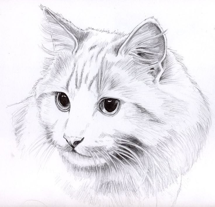 Котики фото котиков нарисовать Pencil cat portrait Cats art drawing, Animal drawings, Cat sketch