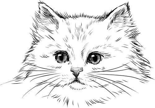 Котики фото котиков нарисовать Hand drawn cats head vector set 02 - Vectors free download Tete de chat dessin, 