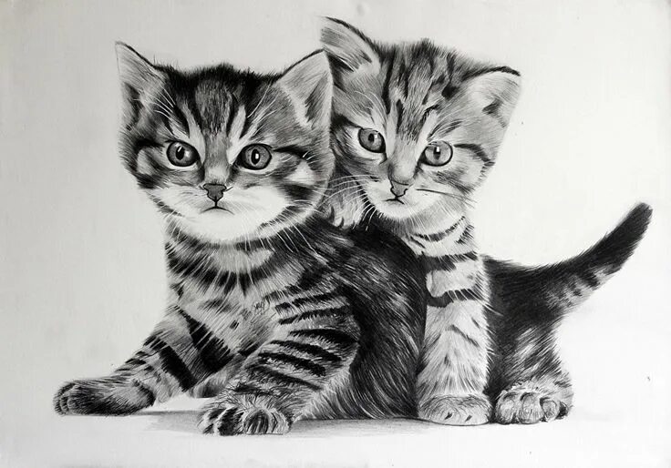 Котики фото котиков нарисовать Fotos Kätzchen Katze 2 schwarz weiß Tiere Gezeichnet Katzengesicht zeichnung, Ka