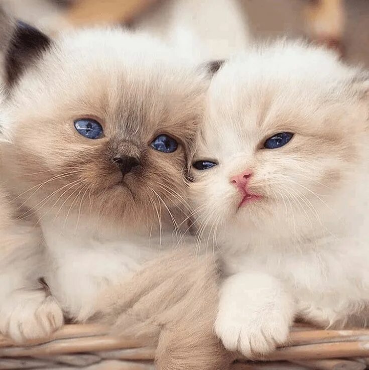 Котики фото красивые милые Those Cats and Animals Pictures Steal Human’s Hearts With Their Eyes Детеныши жи
