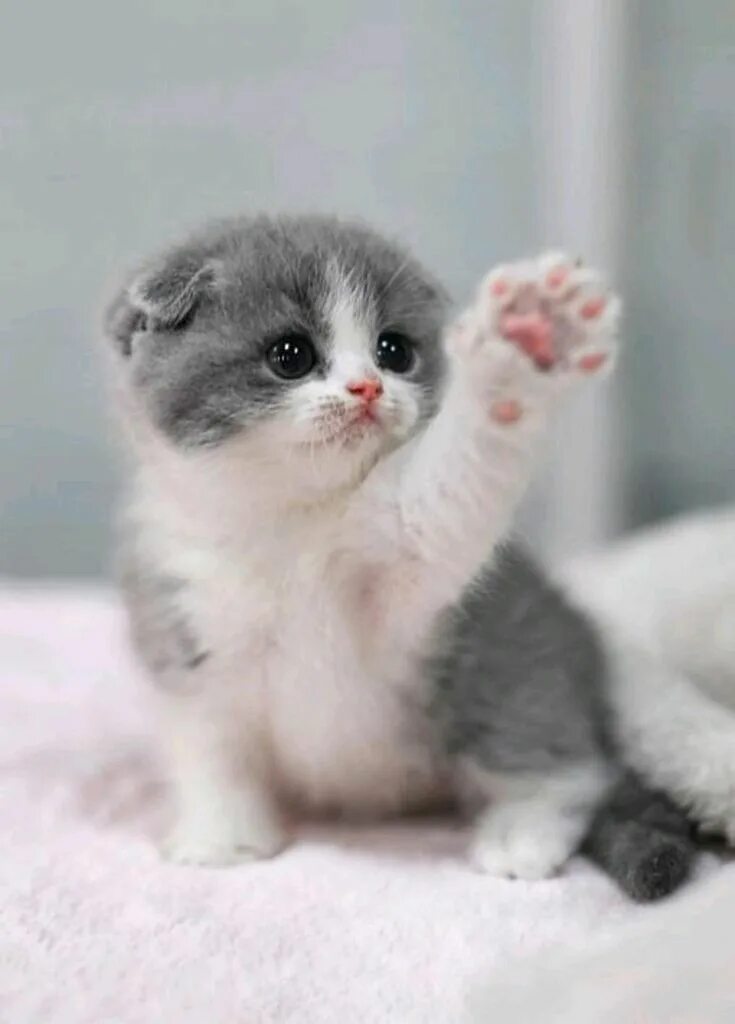 Котики фото красивые милые Pin on Cats