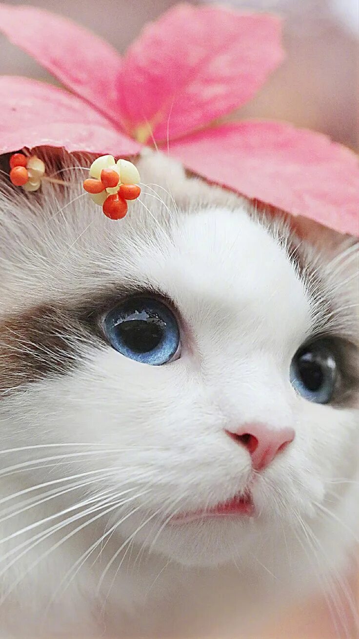 Котики фото красивые милые Pin on ค ภ ί๓ ค l ✿ ◕ ω ◕ ✿ Pretty cats, Cute cat wallpaper, Cute cats