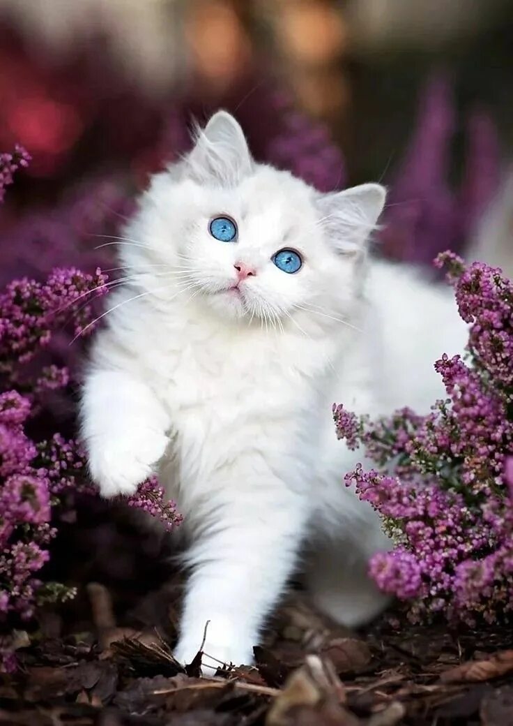 Котики фото красивые милые Как бы лапку не наколоть Bichinhos fofos, Gatinhos fofos, Gatinhos
