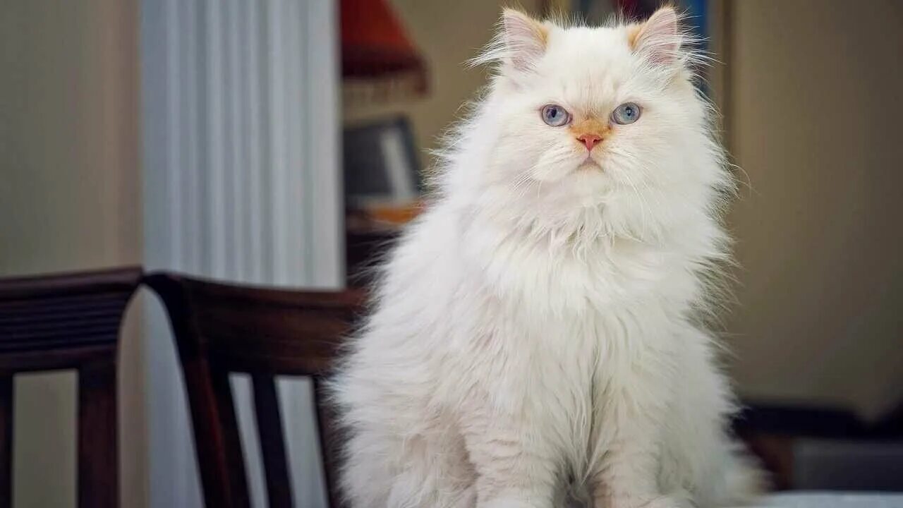 Котики фото красивые пушистые Персидские кошки пушистые - купить по низкой цене на Яндекс Маркете