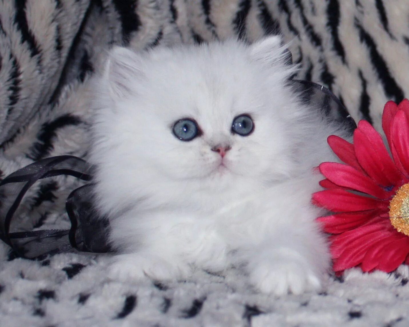 Котики фото красивые пушистые Pin on Kitties