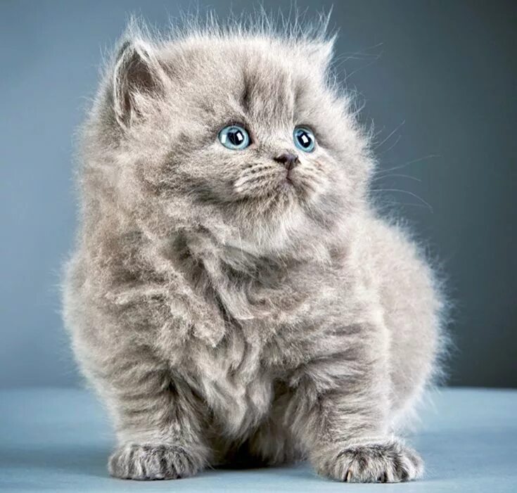 Котики фото красивые пушистые Pin by hel on Kitty Fluffy kittens, Fluffy cat, Kittens cutest