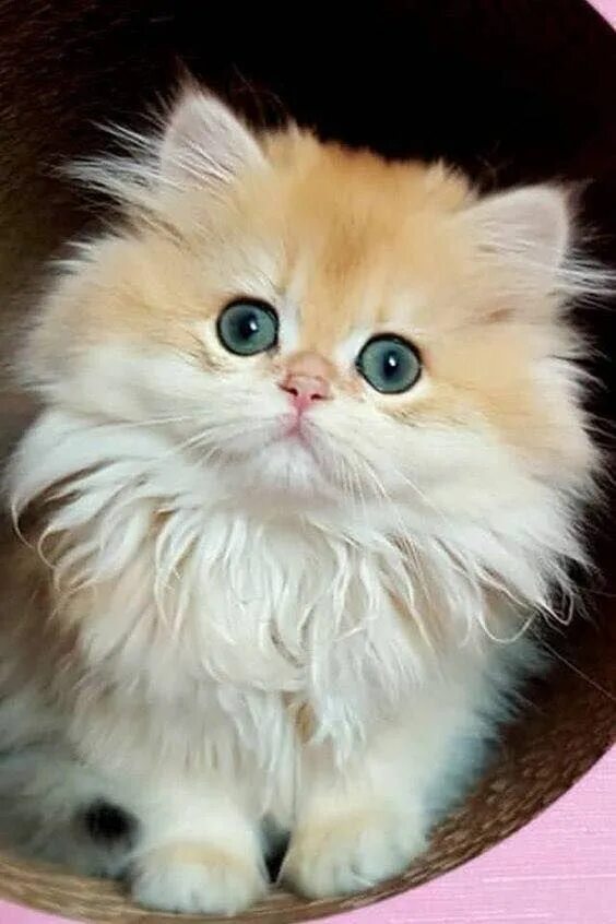 Котики фото красивые пушистые Says i am cute.. #aww #cute #animals #cats #dogs Милые детеныши животных, Детены