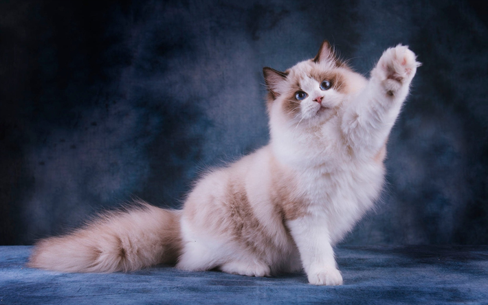Котики фото красивые пушистые Pin on котики
