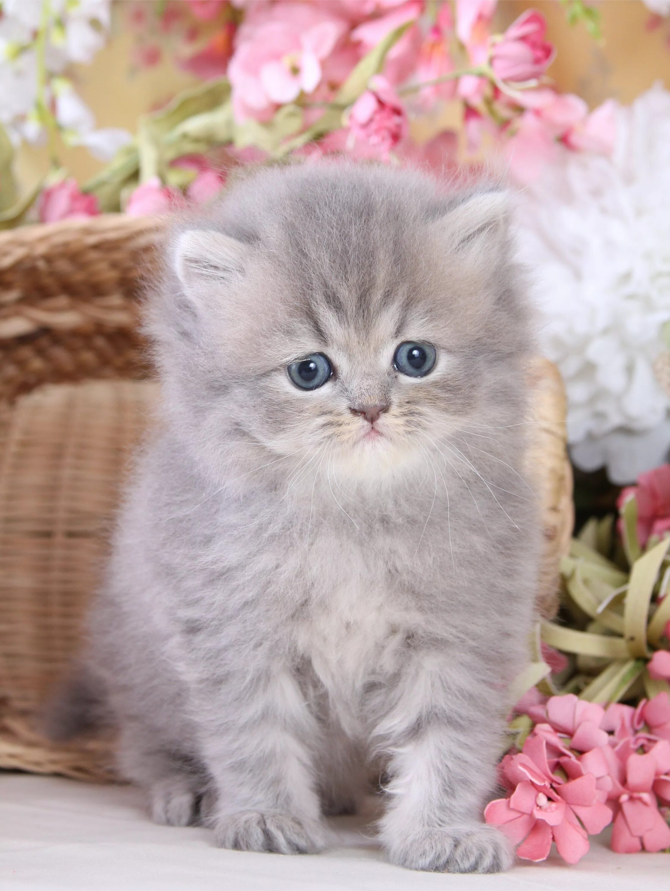 Котики фото красивые пушистые teacup doll face persian kittens Car Tuning Teacup cats, Teacup persian cats, Pe