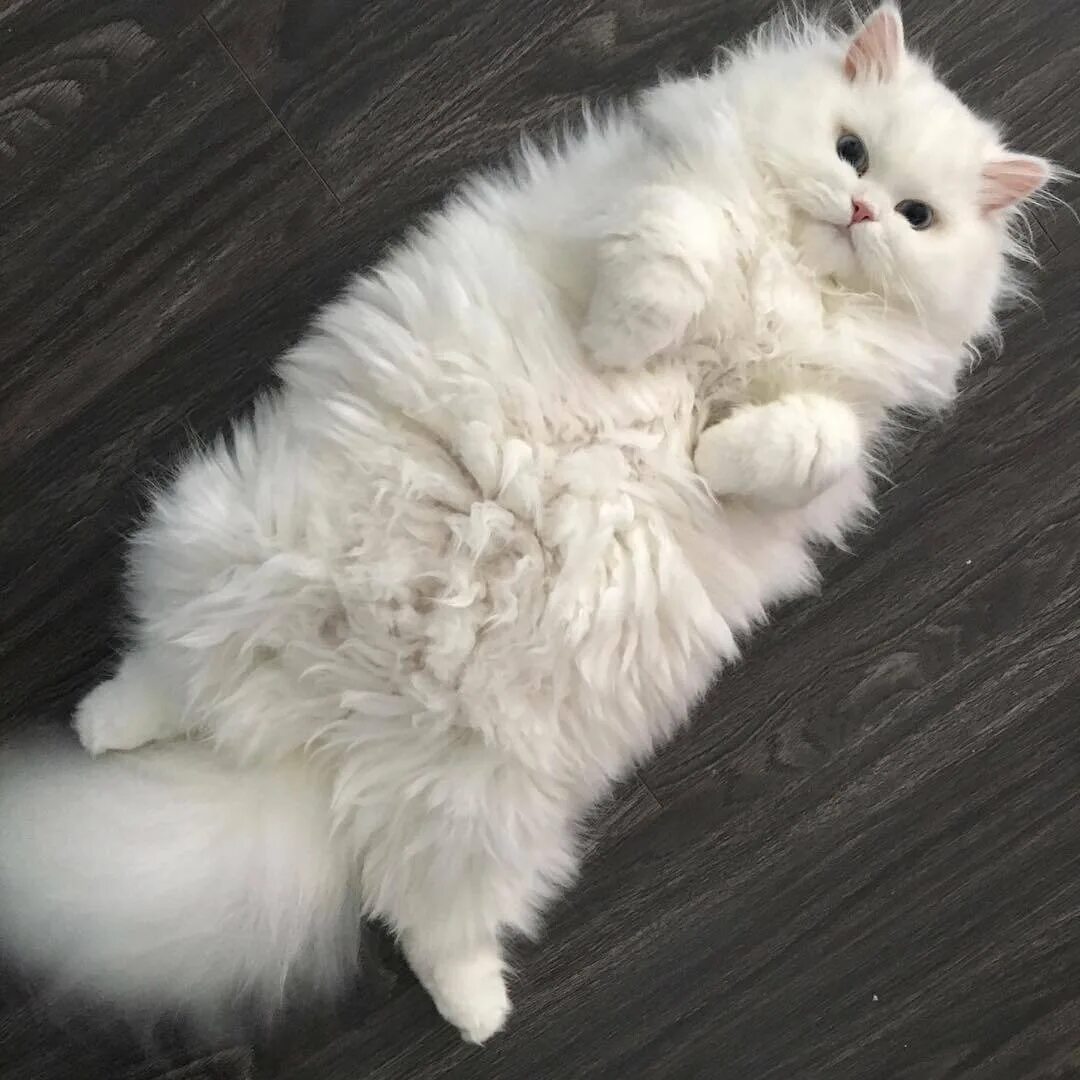 Котики фото красивые пушистые Фото кошек. Пушистая Я. Кошки и собаки Дзен