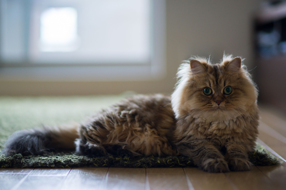 Котики фото красивые пушистые Persian cats are known for their flat faces and silky coats, but there's more to