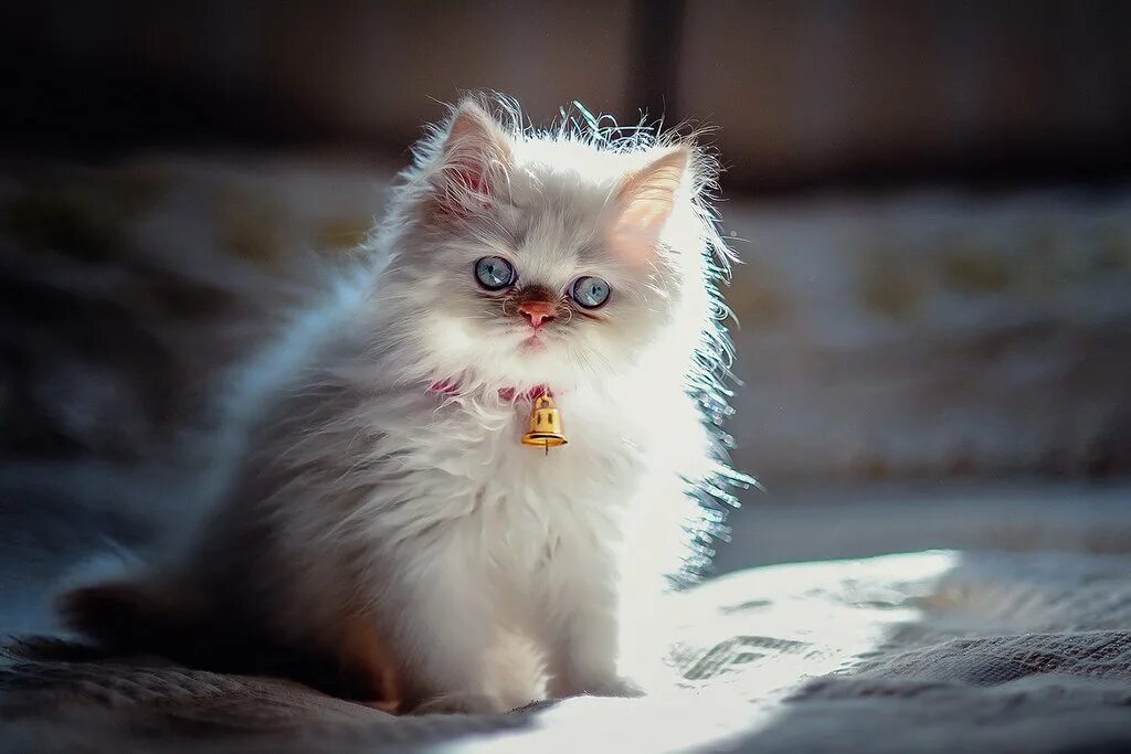 Котики фото красивые пушистые Фото персидской кошки (95 фотографий)