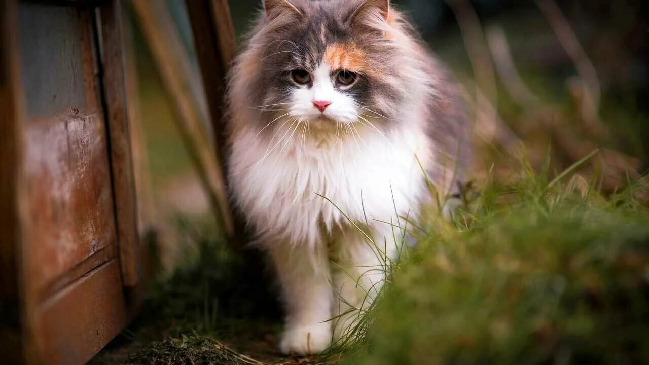 Котики фото красивые пушистые Котята длинноухой кошки - купить по низкой цене на Яндекс Маркете
