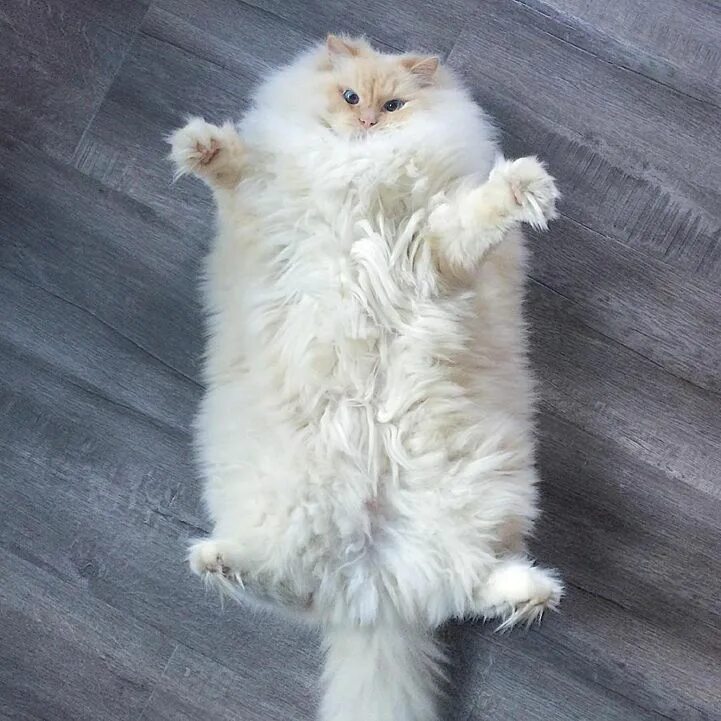Котики фото красивые пушистые Incredibly Fluffy Ragdoll Cat Resembles a Giant Cuddly Cotton Ball Cute animals,