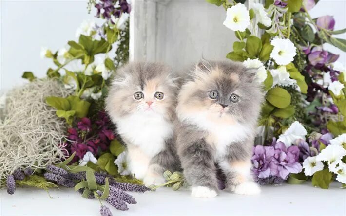 Котики фото красивые пушистые Épinglé sur Animals Wallpapers