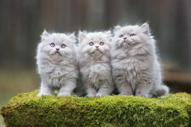 Котики фото красивые пушистые милашки Adorable Persian Kittens Kittens, Cat breeds, Persian kittens