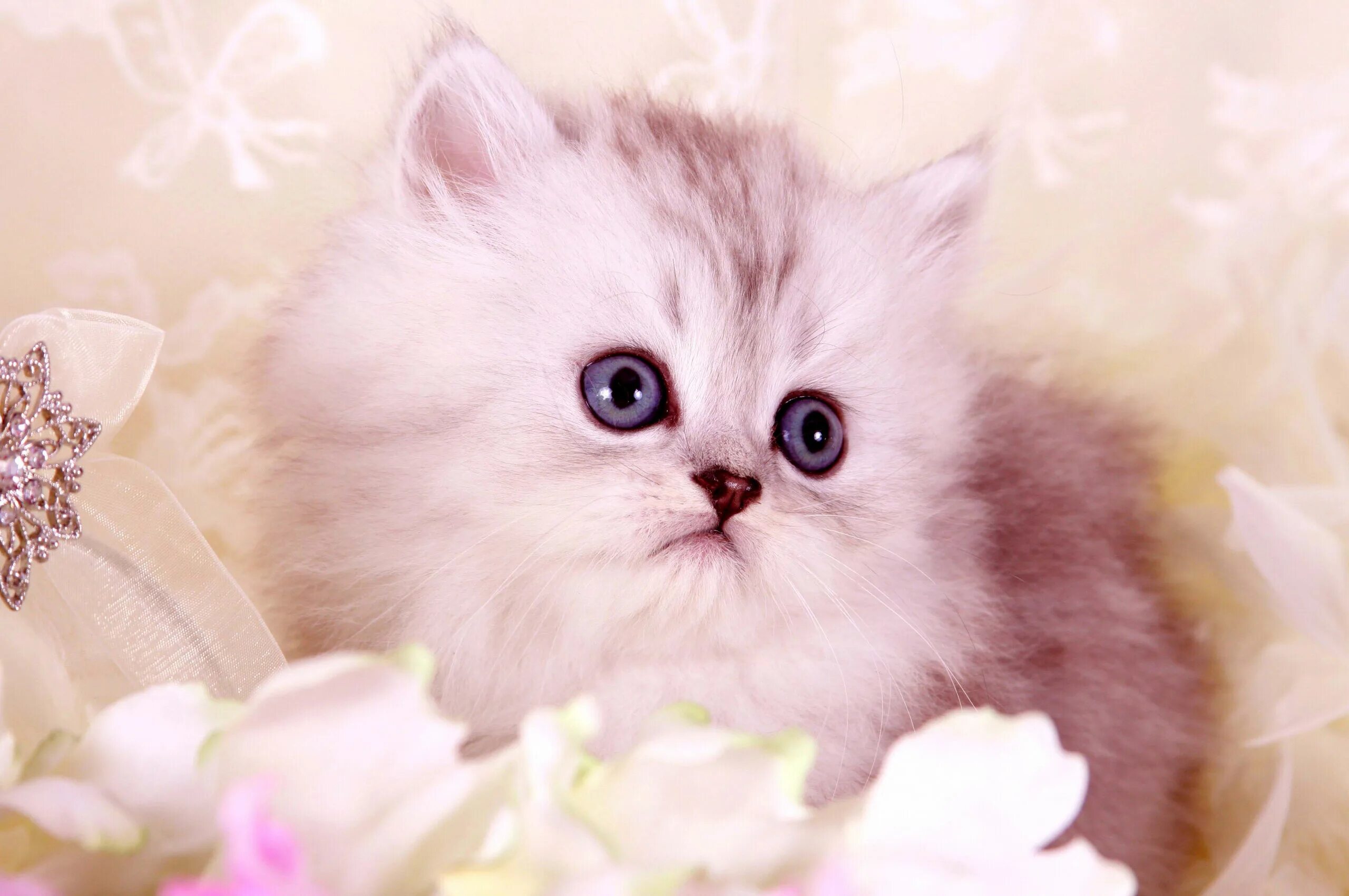 Котики фото красивые пушистые милашки Persian Cat Wallpapers (28 images) - WallpaperCat
