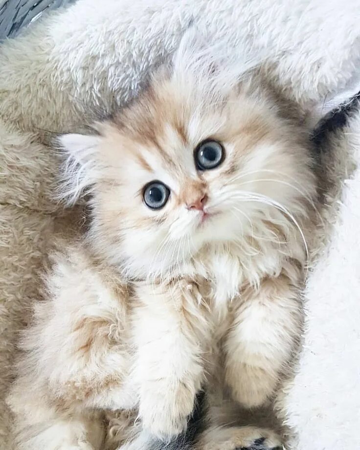 Котики фото красивые пушистые милашки @cats.captures on Instagram: "By @britishdozara" Милые детеныши животных, Детены