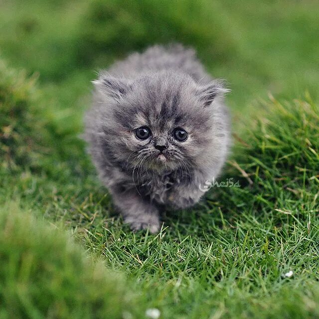 Котики фото красивые пушистые милашки velveteen kitty @Courtney Sanders @Shelley Shipp Cute baby cats, Baby cats, Cute