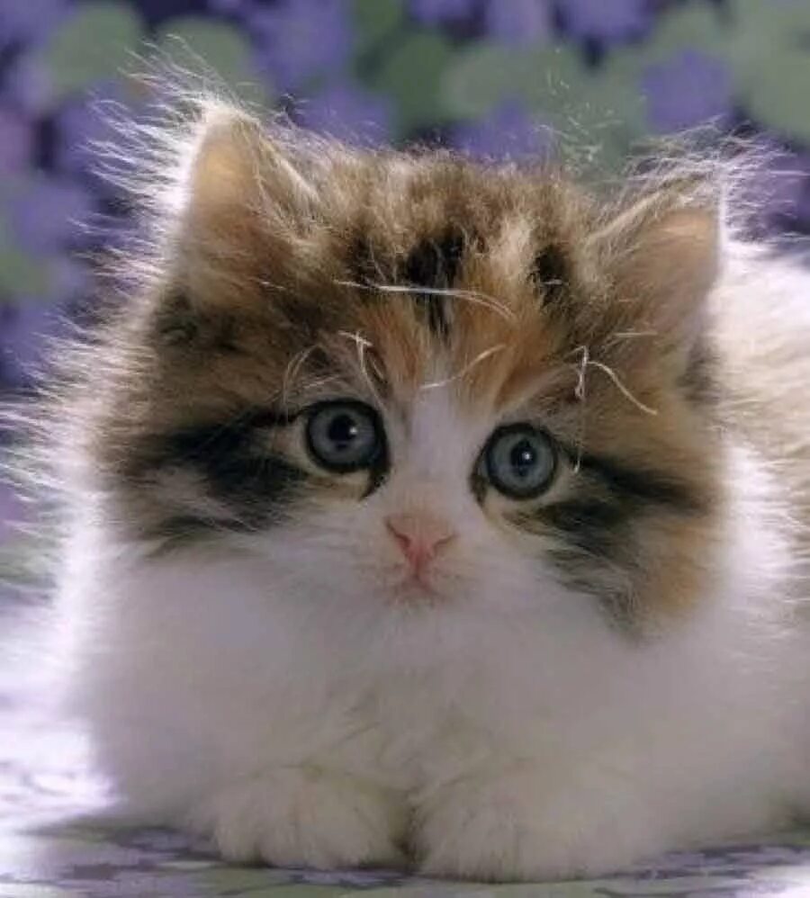 Котики фото красивые пушистые милашки Cuteness Overload - 2nd August 2019 Kittens cutest, Pretty cats, Cute kitten pic