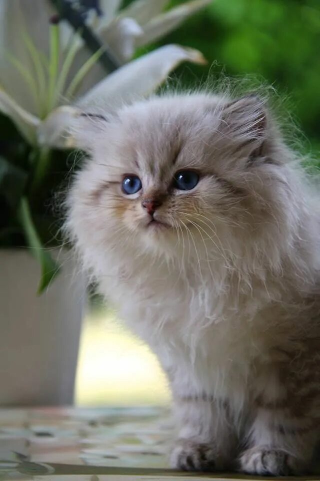 Котики фото красивые пушистые милашки British longhair seal golden tabby point - #cat #chat #animal #babycat #kitten #