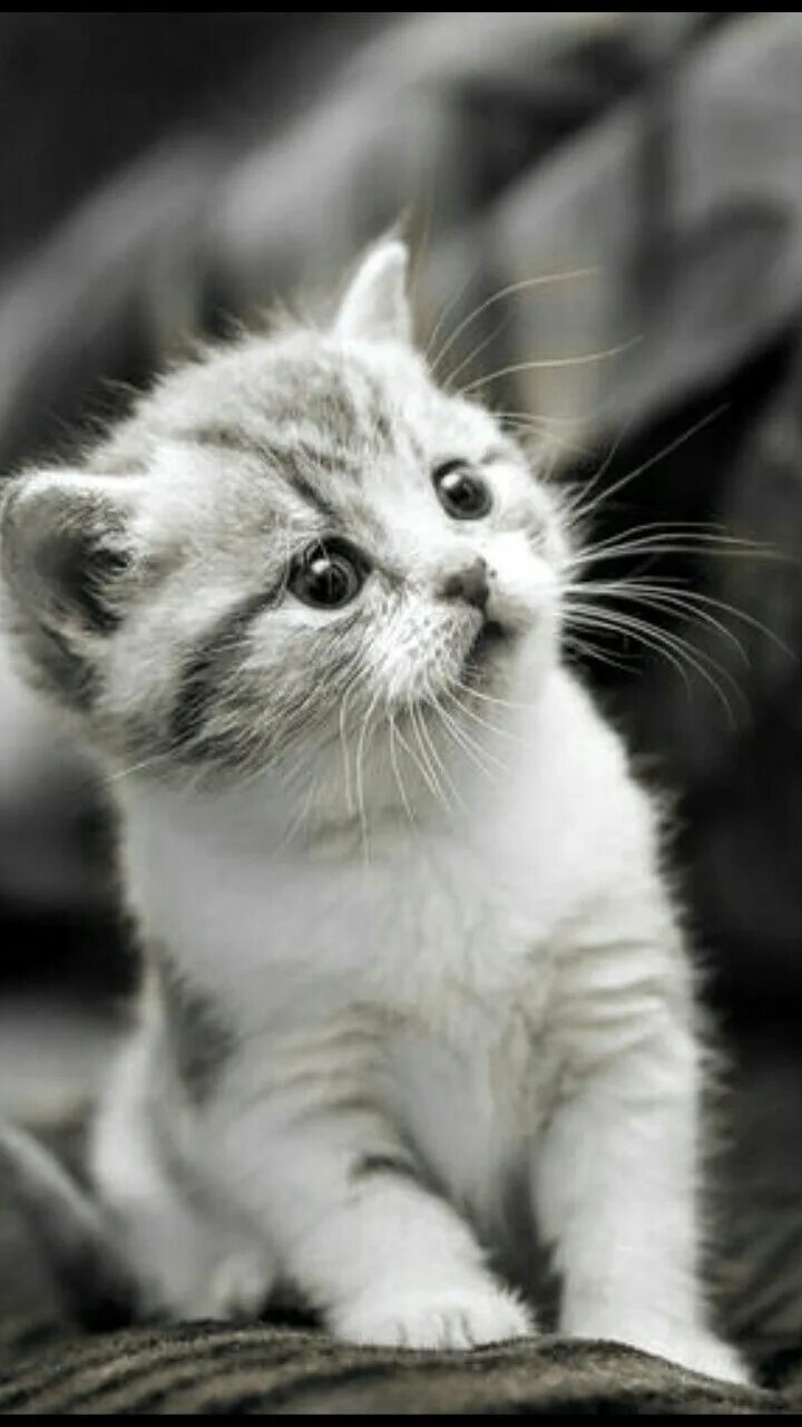 Котики фото купить Baby Cat panosundaki Pin Sevimli hayvan yavruları, Hayvan yavruları, Şirin hayva
