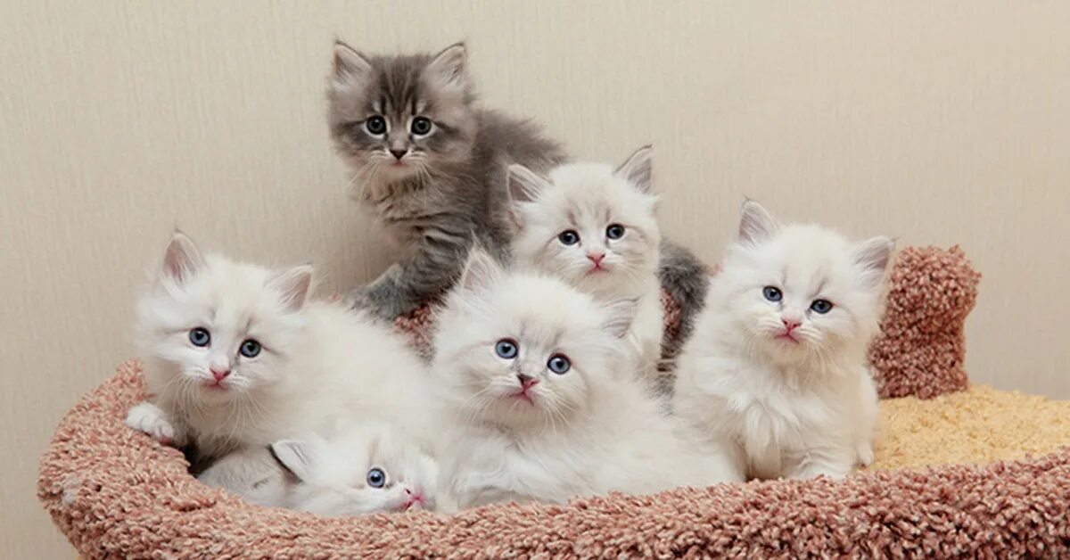 Котики фото купить Сколько стоит вырастить сибирских котят и как заработать на их продаже Пикабу