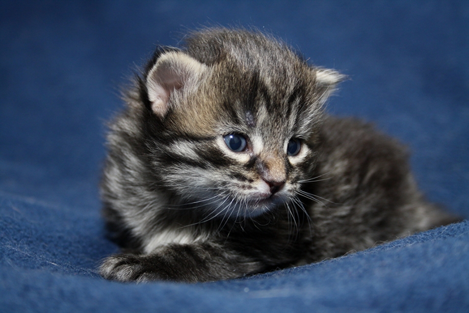 Котики фото купить Миленькие кошки - картинки и фото koshka.top