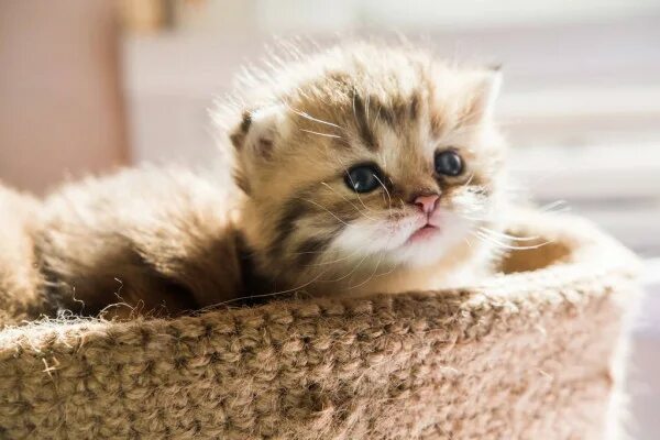 Котики фото купить Несчастный котёнок (Каледина Наталья) / Стихи.ру