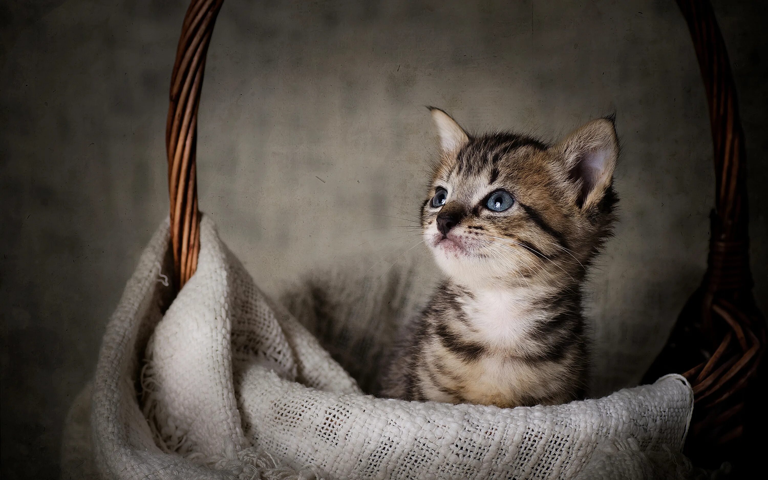 Котики фото купить Фотографии котенка коты корзины смотрит Животные 3840x2400