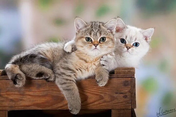 Котики фото купить Схема вышивки "котята" (№ 721339) - Вышивка крестом