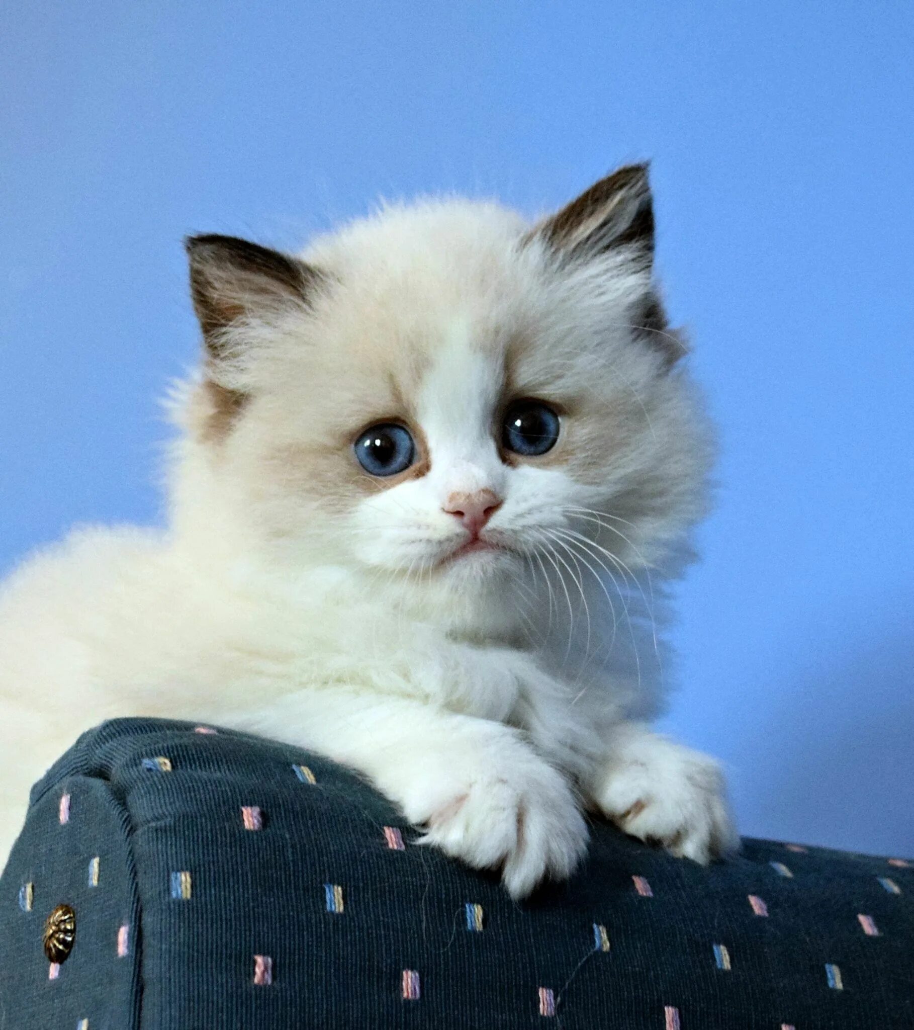 Котики фото купить Seal bi color ragdoll #ohemgee #cats #cat #fluffycat #ragdolls #ragdoll #kittens