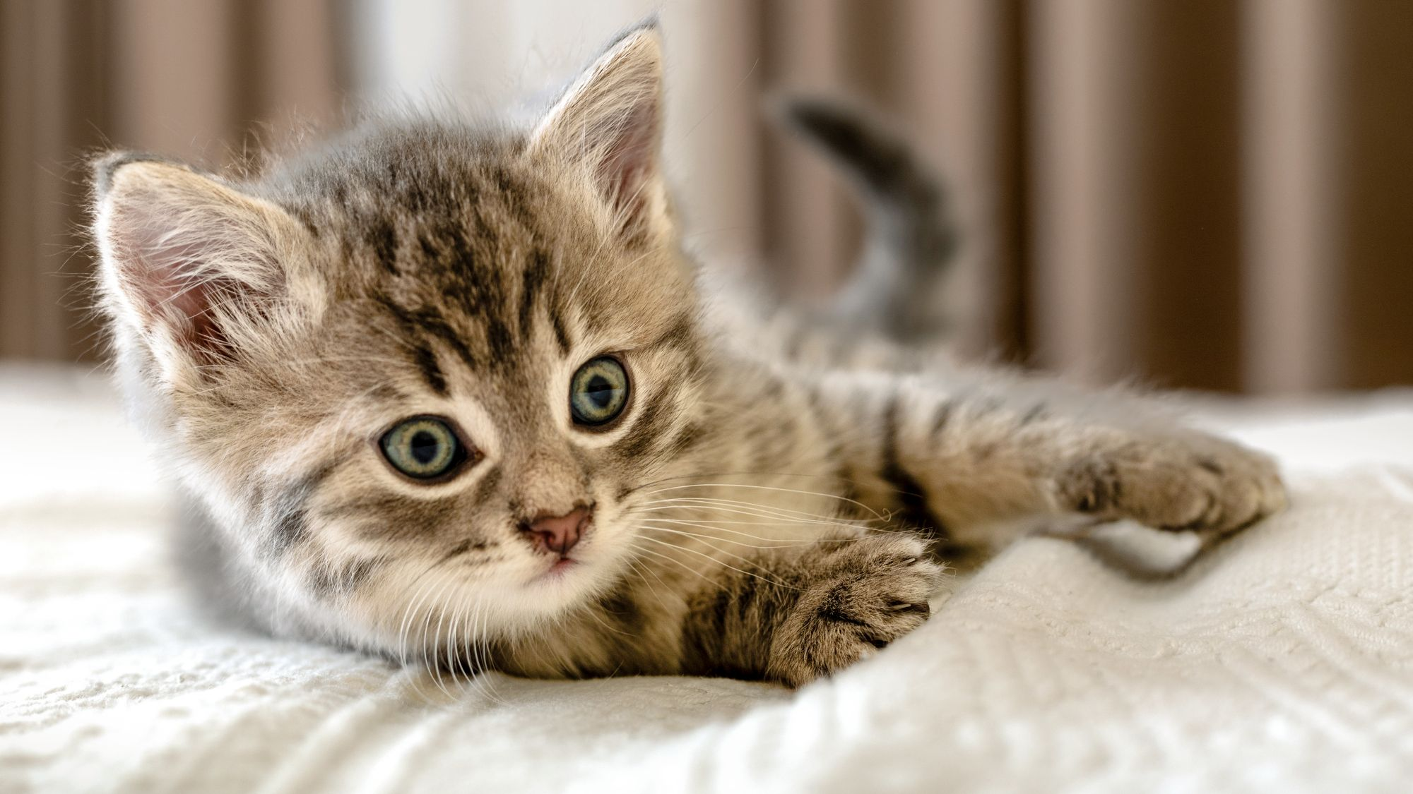 Котики фото купить Воспитание котенка Royal Canin KZ