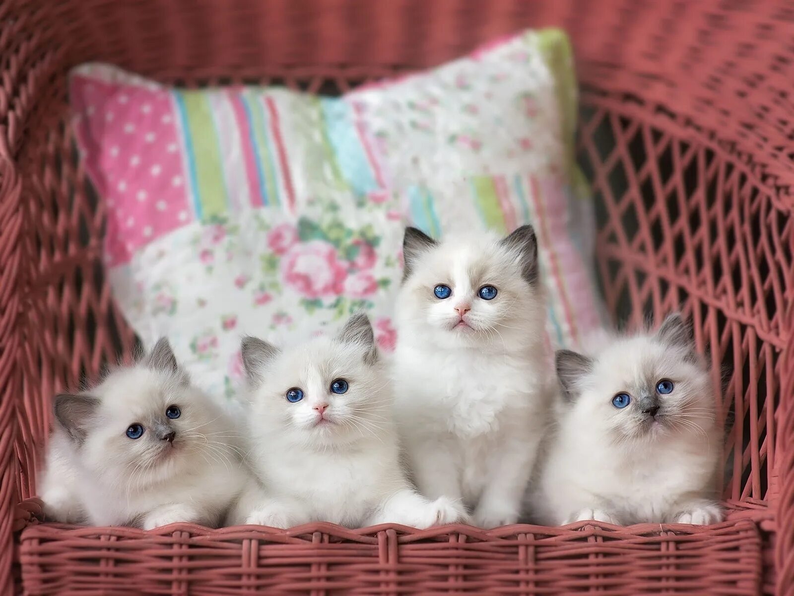 Котики фото купить Обои Четыре белых котята, корзина 750x1334 iPhone 8/7/6/6S Изображение
