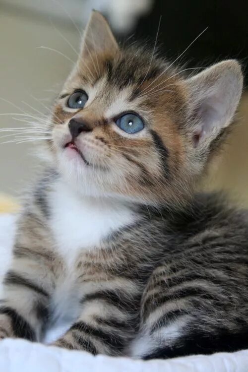 Котики фото купить Kittens & What To Expect: 5 Essential Tips For When You Adopt - CatTime Katzen, 