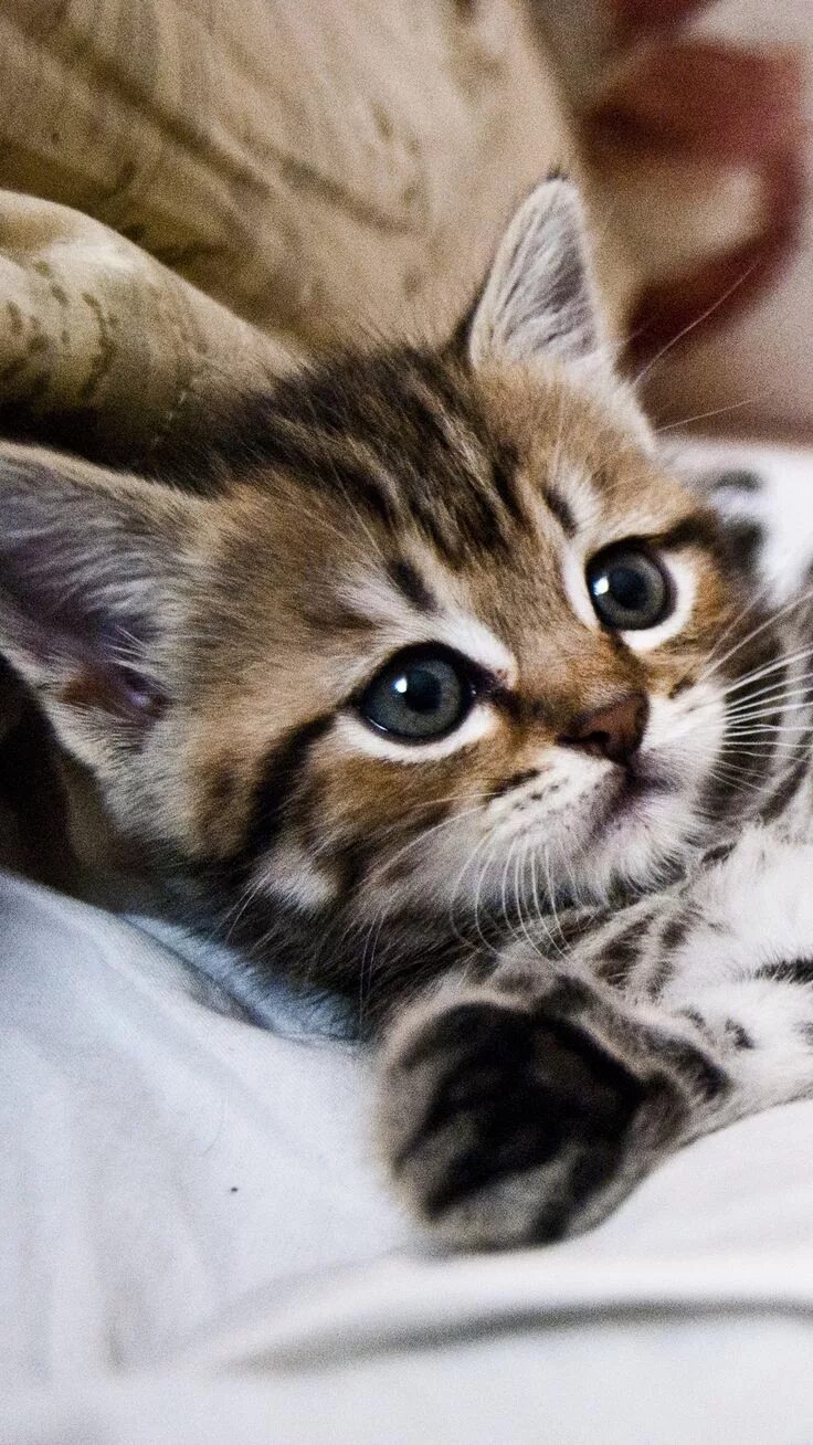 Котики фото купить Kitten #kittensadorable #kittens #kittenscutest #cats #cutecatsandkittens Cat br
