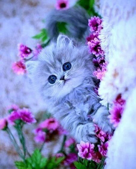 Котики фото милые красивые пушистики Pin by I ღ Cats on Flowers & Cats Cute cats and dogs, Cute baby cats, Cute littl