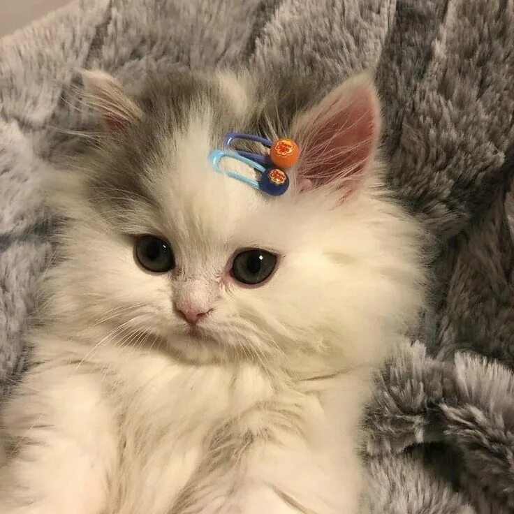 Котики фото милые красивые пушистики #cat #cats #красота #мило #милашка #пуська #котик #котенок #заколочки #чупачупс 