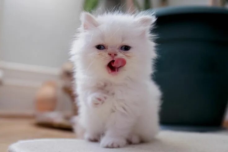 Котики фото милые красивые пушистики Miss cat Cats, Kittens, Animals
