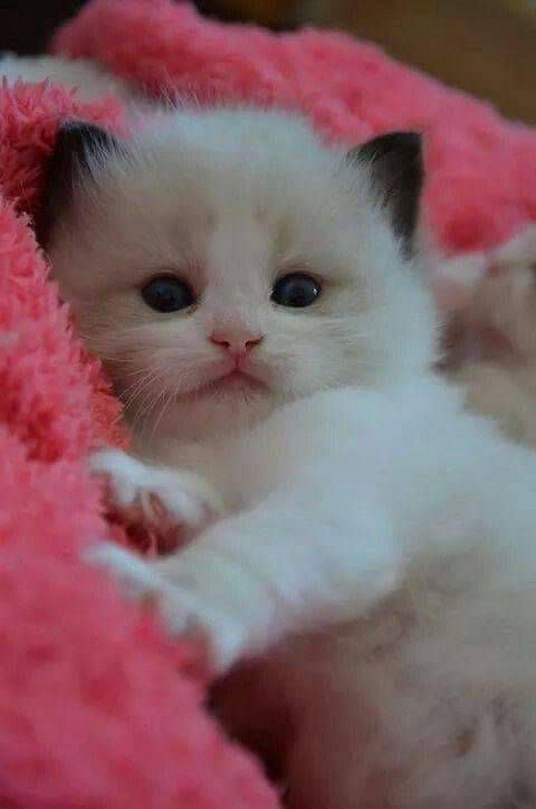 Котики фото милые красивые пушистики Обои котятки APK for Android Download